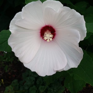 30 Dinner Plate Hibiscus with red eye.    Free shipping in USA