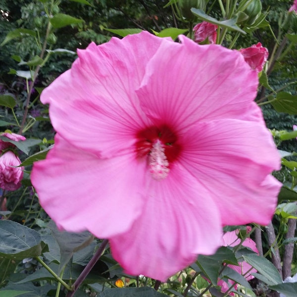 30 Lady Baltimore Hibiscus Seeds.   Beautiful Dinner Plate Size Blooms!  5.99.  Free shipping in the USA.