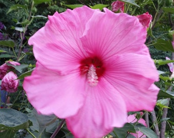 30 Lady Baltimore Hibiscus Seeds.   Beautiful Dinner Plate Size Blooms!  5.99.  Free shipping in the USA.