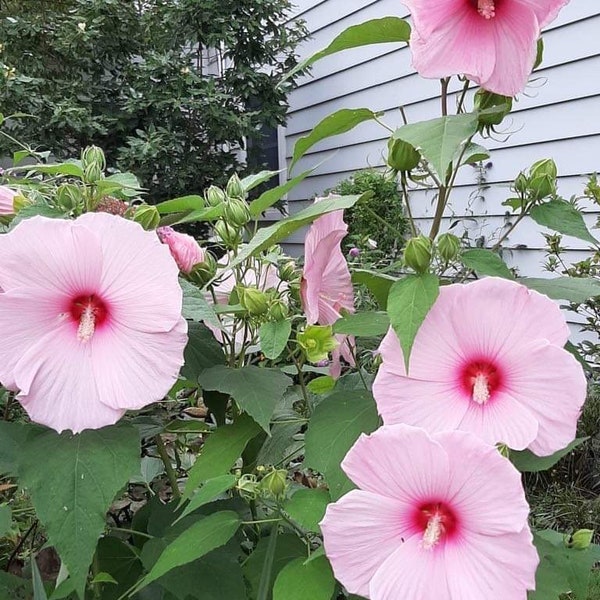 30 Speiseteller Rosa Hibiskus mit rotem Auge. Kostenloser Versand in USA