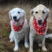 see more listings in the Bandana Hundehalstuch section