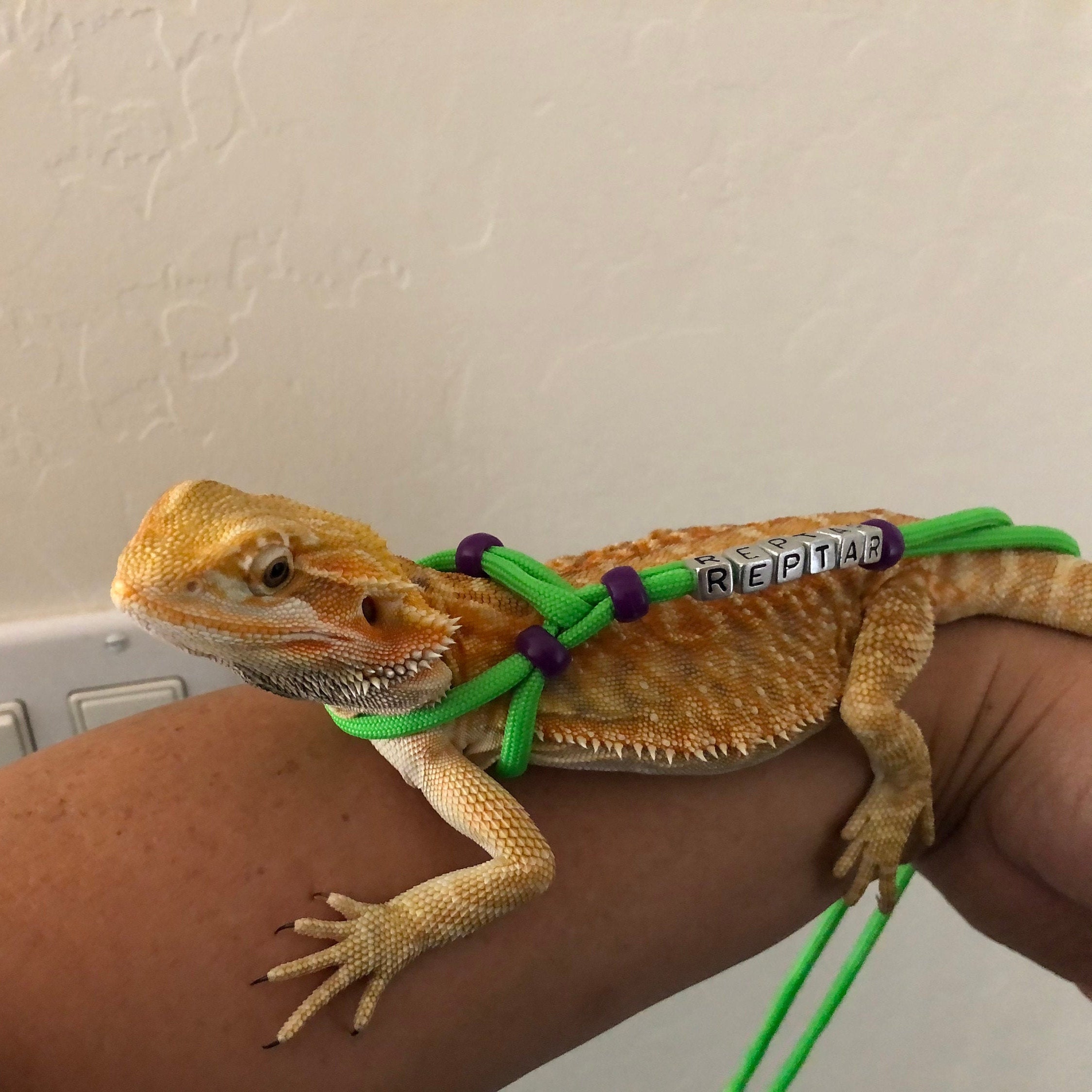 paracord bearded dragon leash