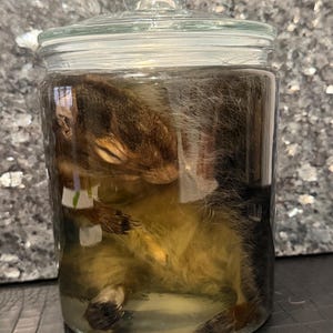 Road Kill Squirrel in Clear Jar | Preserved Wet Specimen  | Real Biological Display in Glass Jar | Oddities Collection |