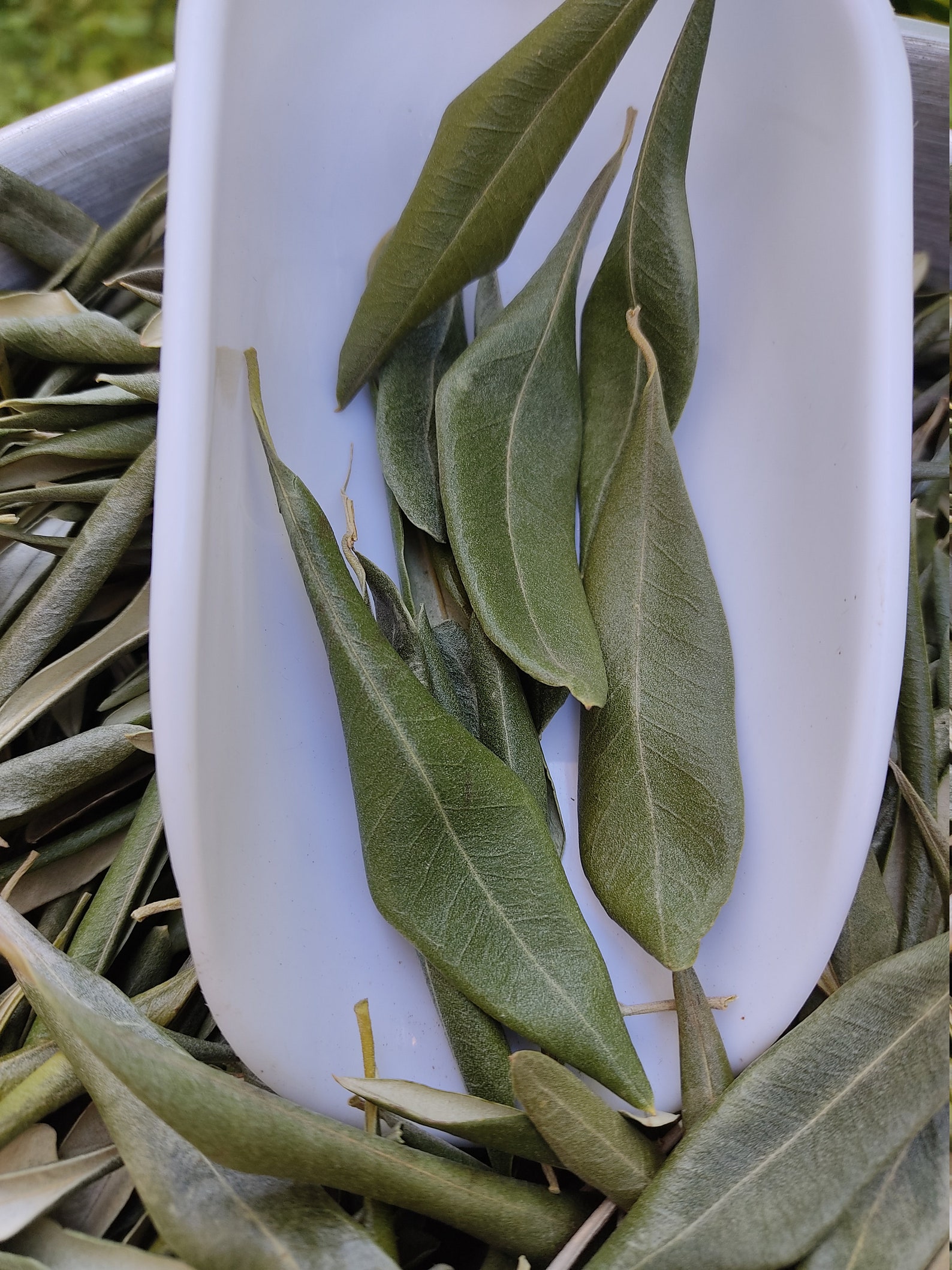 Hojas de olivo enteras griegas secas 100 orgánicas Té de Etsy México