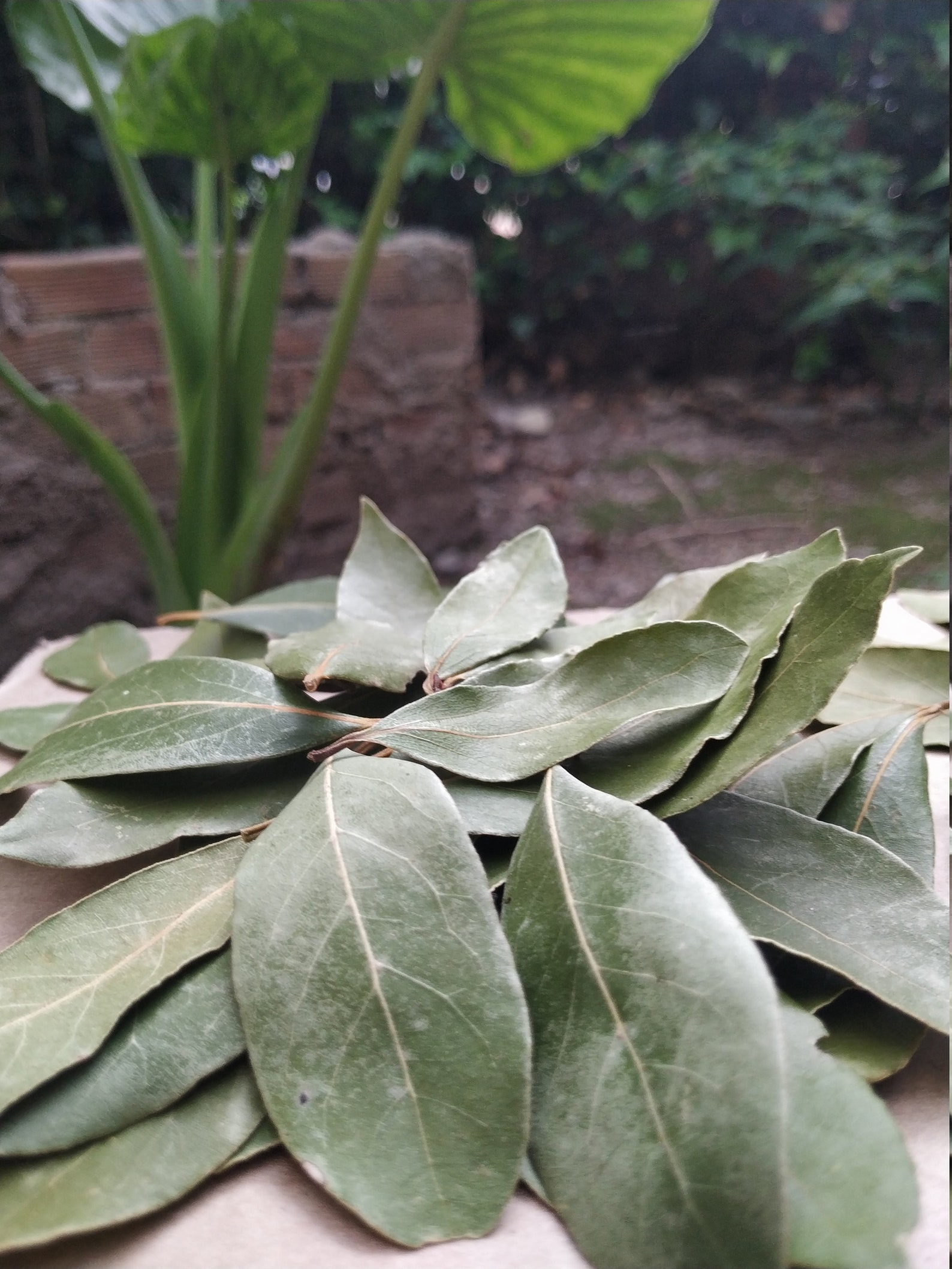 Hojas de laurel secas 100 griegas Hojas de laurel enteras Etsy México