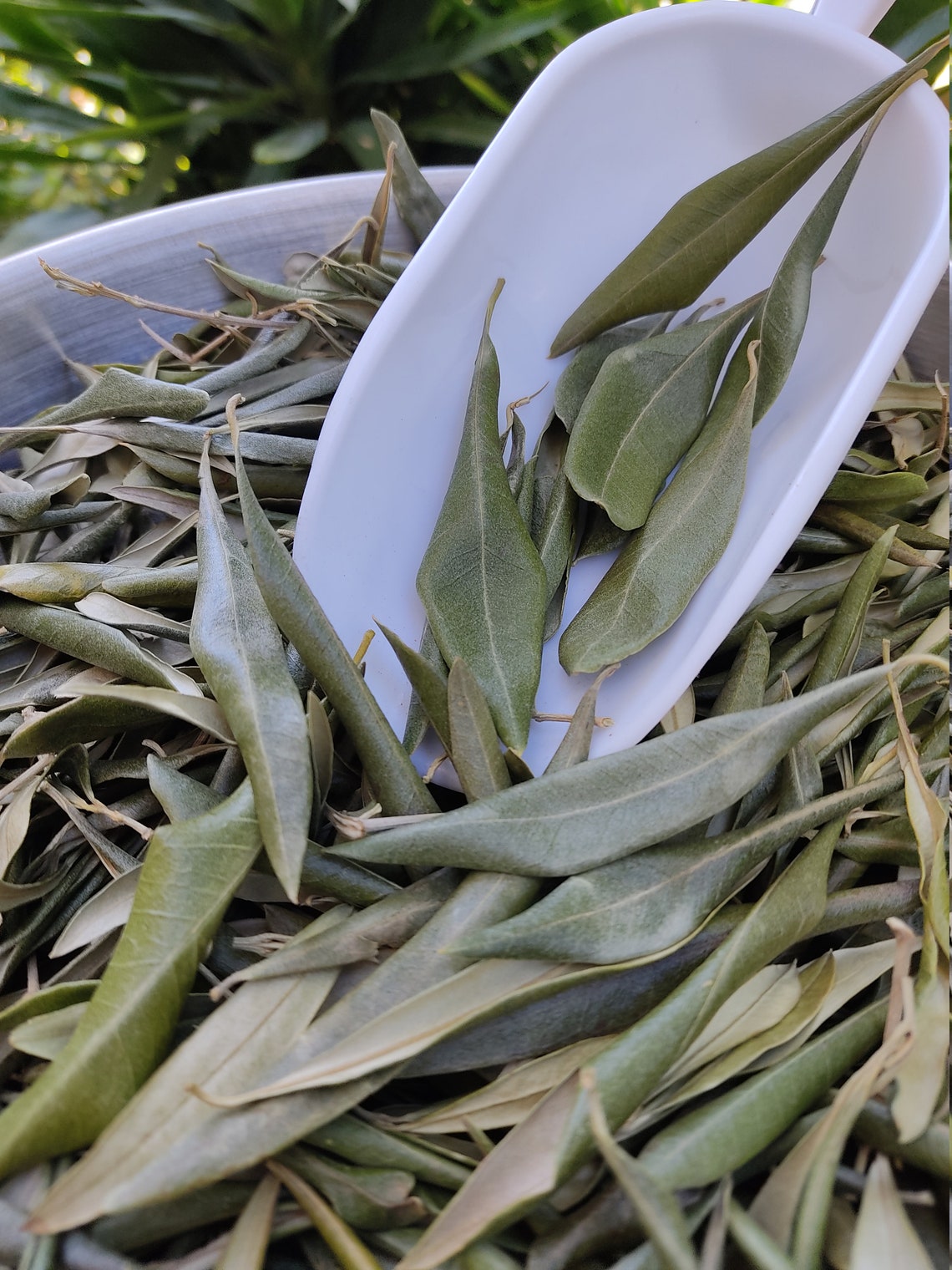 Hojas de olivo enteras griegas secas 100 orgánicas Té de Etsy México