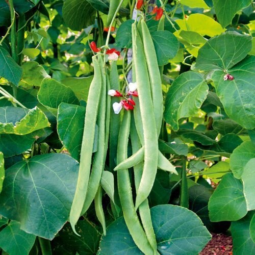 Runner Bean Painted Lady x 25 seeds. Red and White flowered Etsy