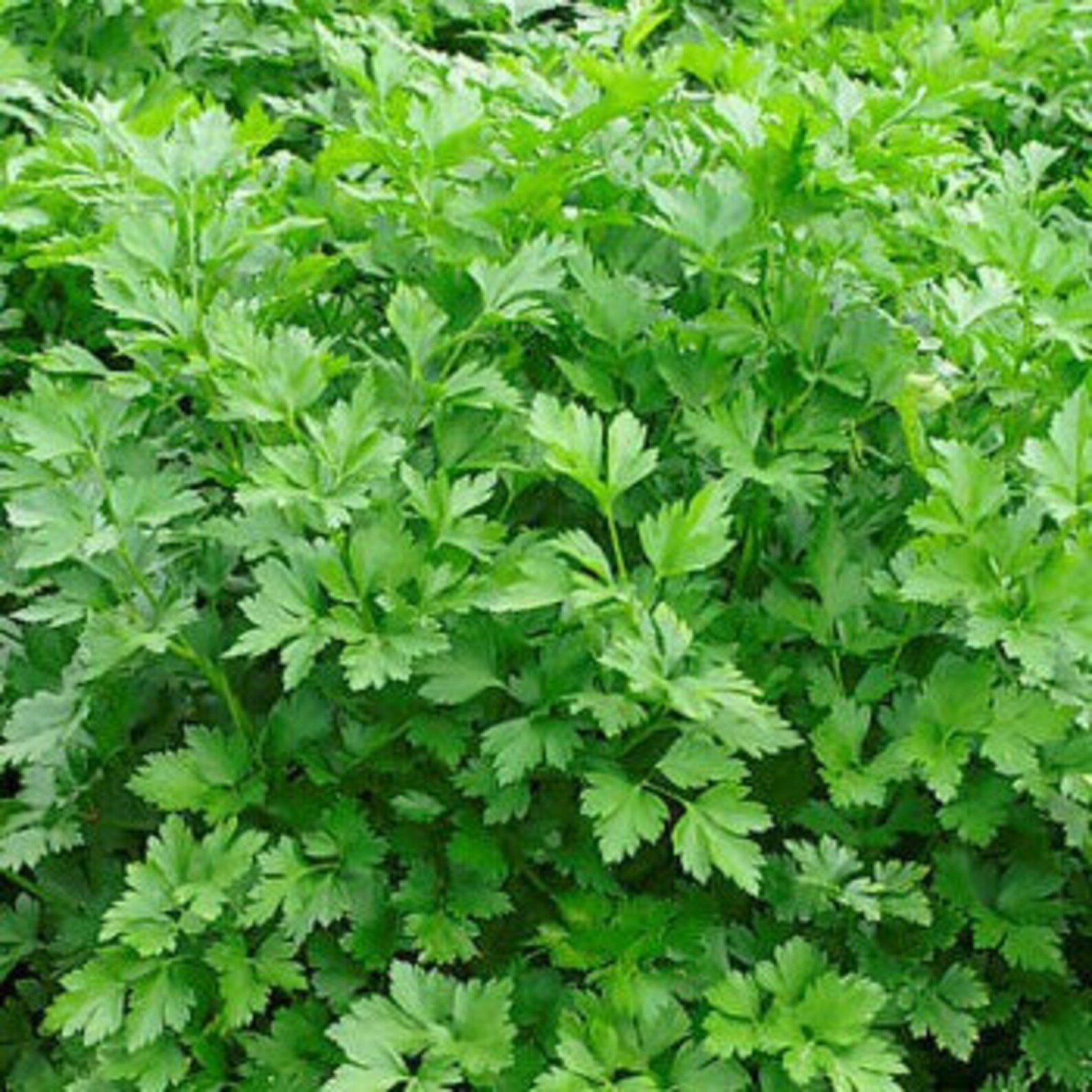 Parsley Italian Giant x 1000 seed. Etsy