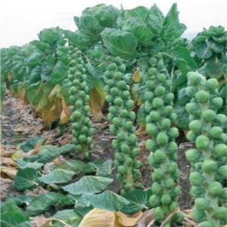 Brussels Sprout Evesham Special X 300 Seeds. Etsy