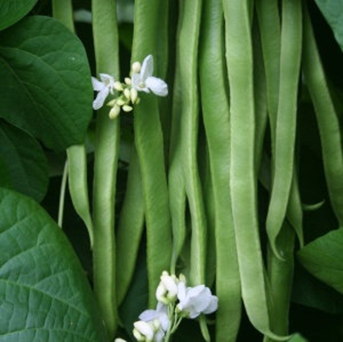 Runner Bean Selection Seed Mix 100 Seeds 4 Varieties Etsy