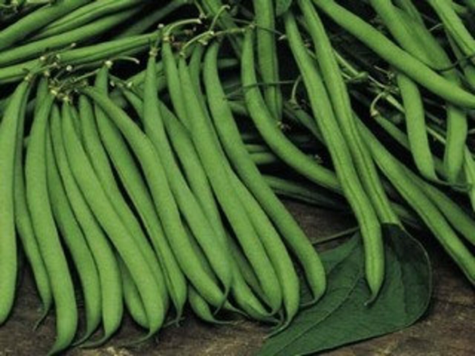 Dwarf French Bean Tendergreen X 50 Seeds. Etsy