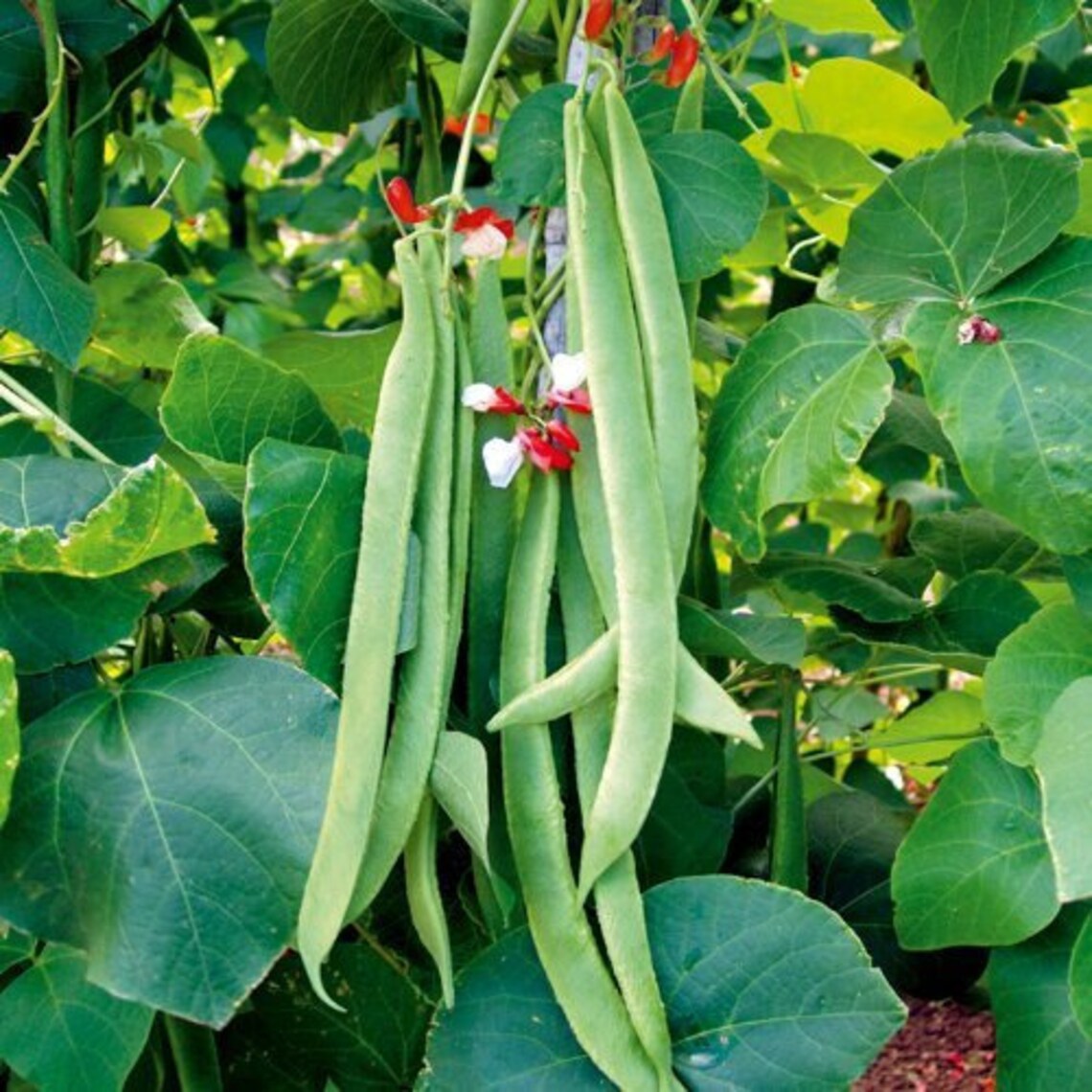 Runner Bean Selection Seed Mix 100 Seeds 4 Varieties Etsy