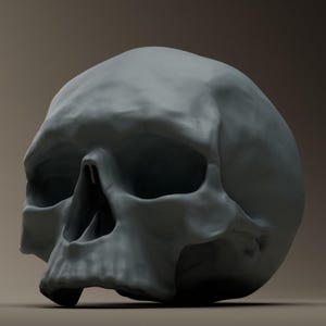 May include: A detailed, gray, human skull model. The skull is positioned at a slight angle, with the left eye socket facing the viewer.