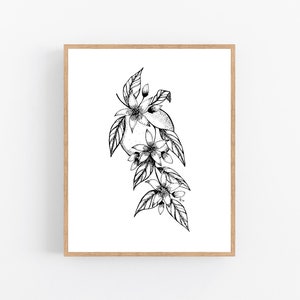 Florida Orange Blossom State Flower Drawing Giclee Etsy