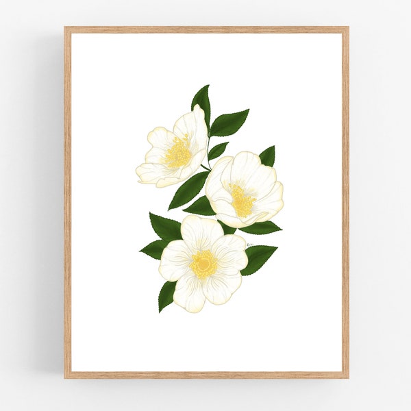 Cherokee Rose Illustration / Printable / Art / Digital Download / Color Sketch / State Flower / Georgia / Flower / Cherokee Rose