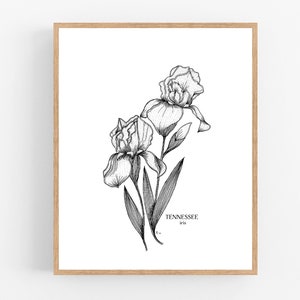 Tennessee Iris Black Ink Illustration / Iris Flower Print Drawing / Botanical Print / Wall Art / Tennessee State Flower Drawing / Black Line