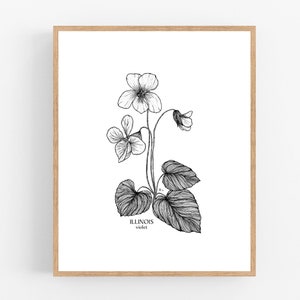 Rhode Island Violet State Flower Drawing Giclee Print