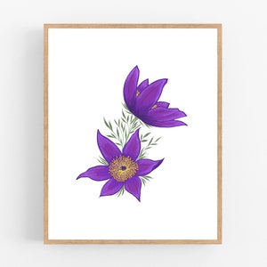Pasque Flower Illustration Print / Printable / Art / Digital Download / Botanical Print / South Dakota Pasque Flower / South Dakota