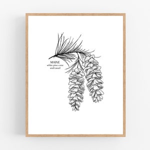 Maine White Pine Cone and Tassel Ink Illustration Print / Printable / Art / Digital Download / Botanical Print / Maine / State Flower / Pine