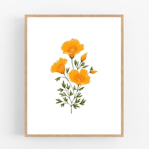 California Poppy Color Illustration Digital Download / California State Flower Printable