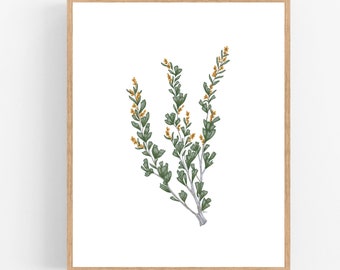 Sagebrush Branch Illustration / Printable / Art / Digital Download / Sage Green / Botanical Print / Sagebrush / Nevada State Flower