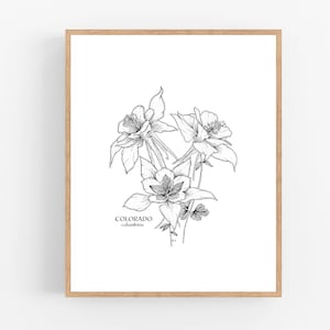 Colorado Columbine Ink Sketch Print / Printable / Art / Digital Download / Pen Sketch / State Flower / Colorado / Columbine / Flower