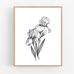 Iris Ink Sketch Illustration Print / Printable / Art / Digital Download / Botanical Print / Iris Drawing / Tennessee State Flower