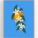 Orange Blossom Illustration / Printable / Art / Digital Download ...