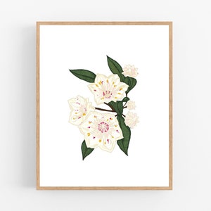 Mountain Laurel Color Illustration / Printable / Art / Digital Download / State Flower / Pennsylvania / Connecticut / Wall Art / Flower
