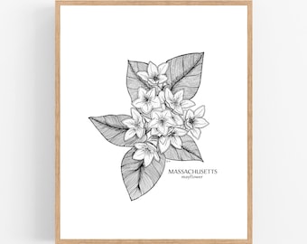 Szkic artystyczny Mayflower Ink: Kwiat stanu Massachusetts (pobranie cyfrowe)