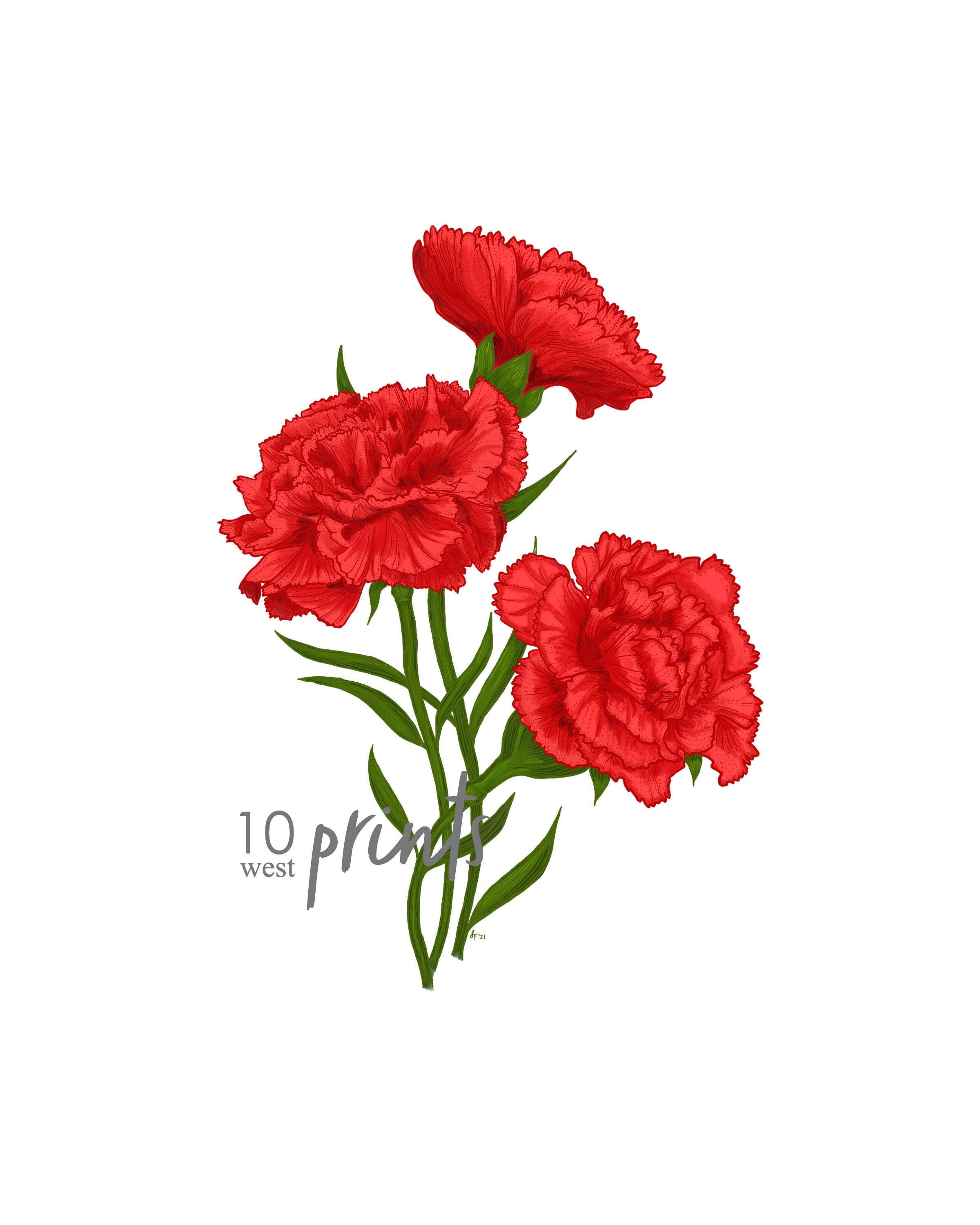 Scarlet Carnation Color Illustration Digital Download / Ohio State