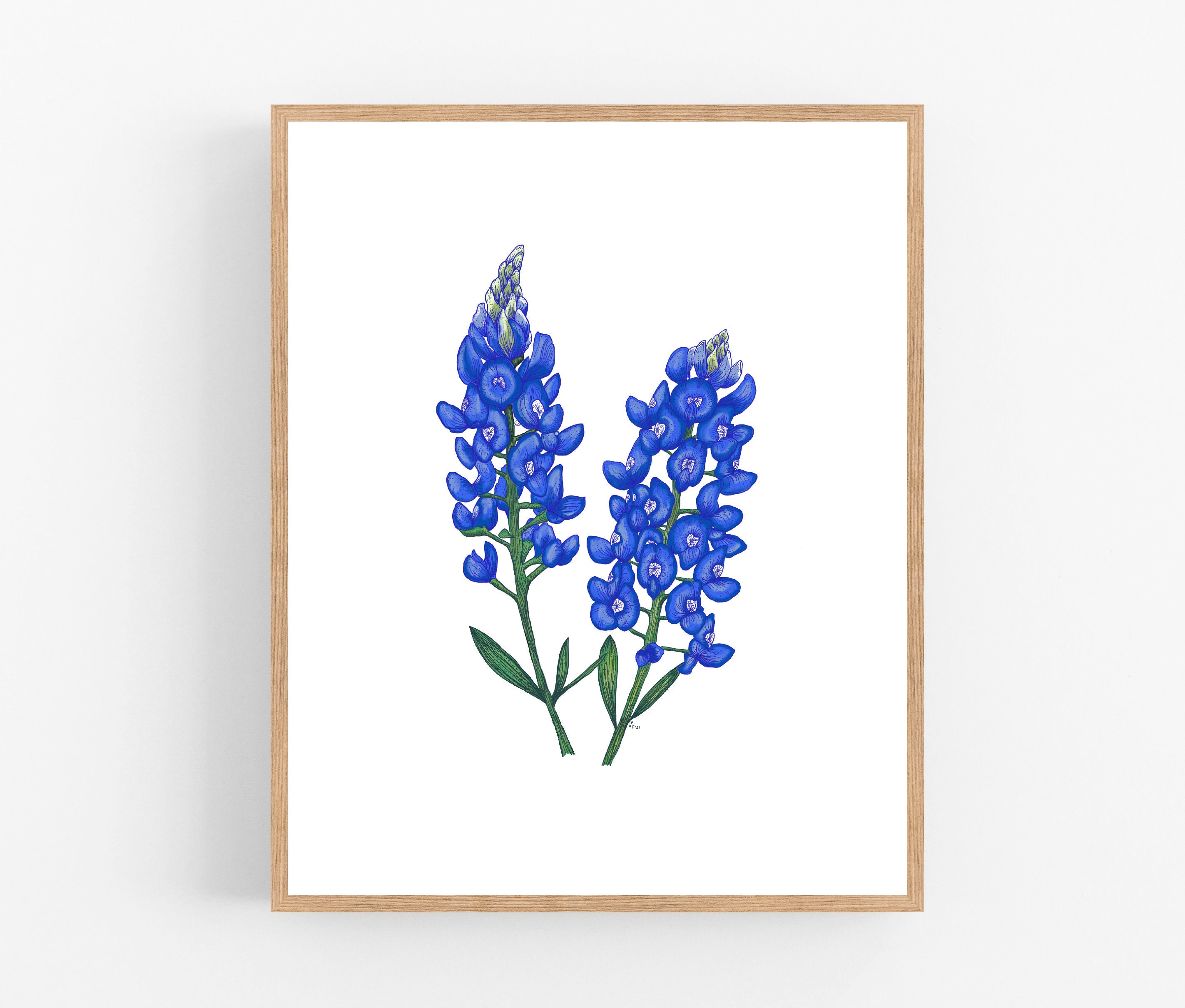 Bluebonnet Illustration / Printable / Art / Digital Download / Color Sketch  / State Flower / Texas / Wall Art / Flower / Bluebonnet - Etsy