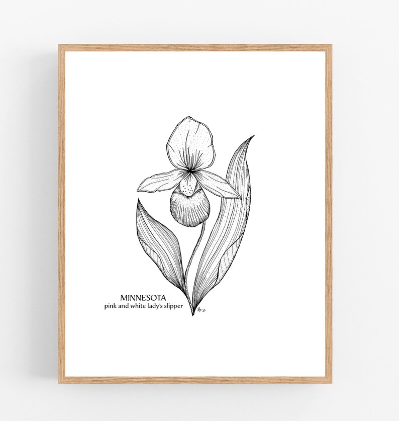 Minnesota Pink and White Lady's Slipper Black Ink Illustration Print ...