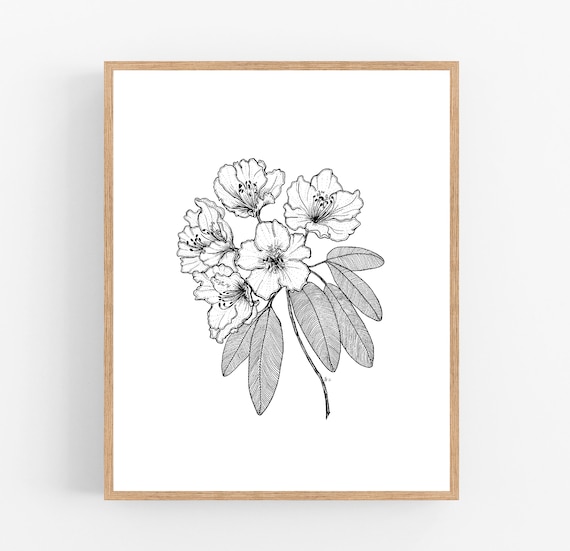 Rhododendron Black Ink Illustration Digital Download Kunstdruck /  Washington, West Virginia State Flower Flower Illustration - Etsy.de