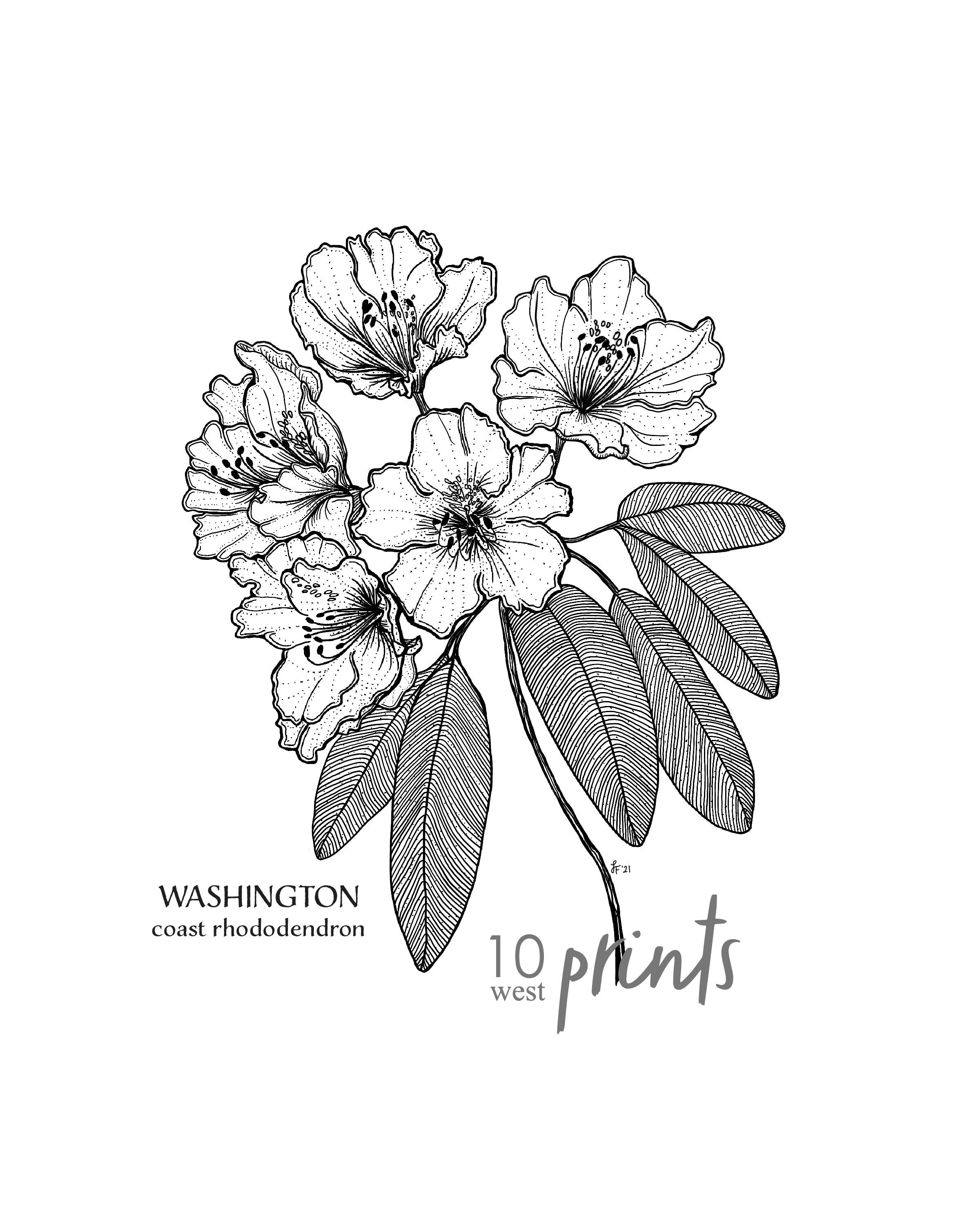 Washington Coast Rhododendron Ink Sketch Print / Printable / Art / Digital  Download / Illustration / State Flower Print/ Rhododendron - Etsy Singapore