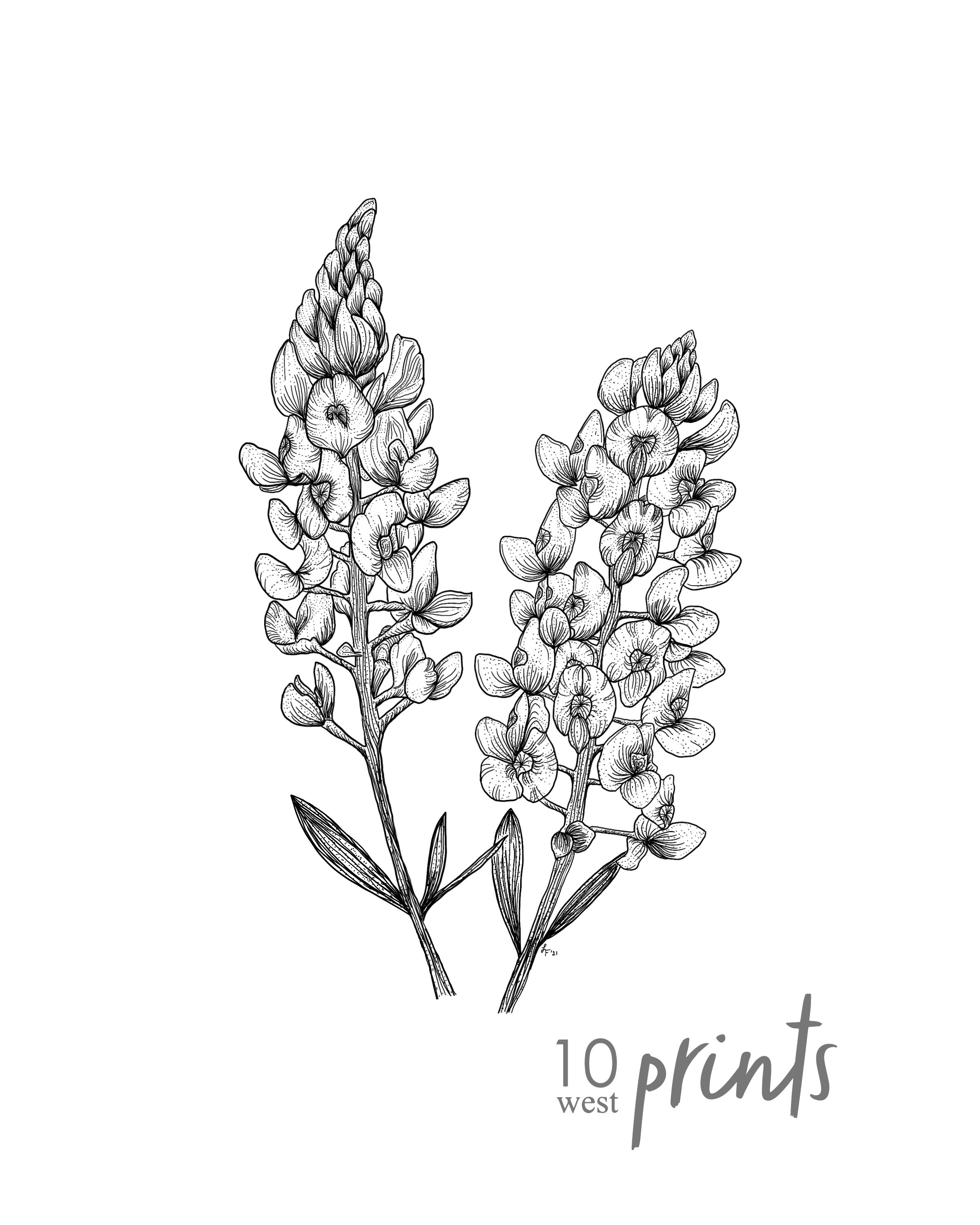Bluebonnet Ink Sketch Print / Printable / Art / Digital Etsy Bluebonnet Ink Sketch Print / Printable / Art / Digital Etsy