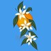 Orange Blossom Illustration / Printable / Art / Digital - Etsy