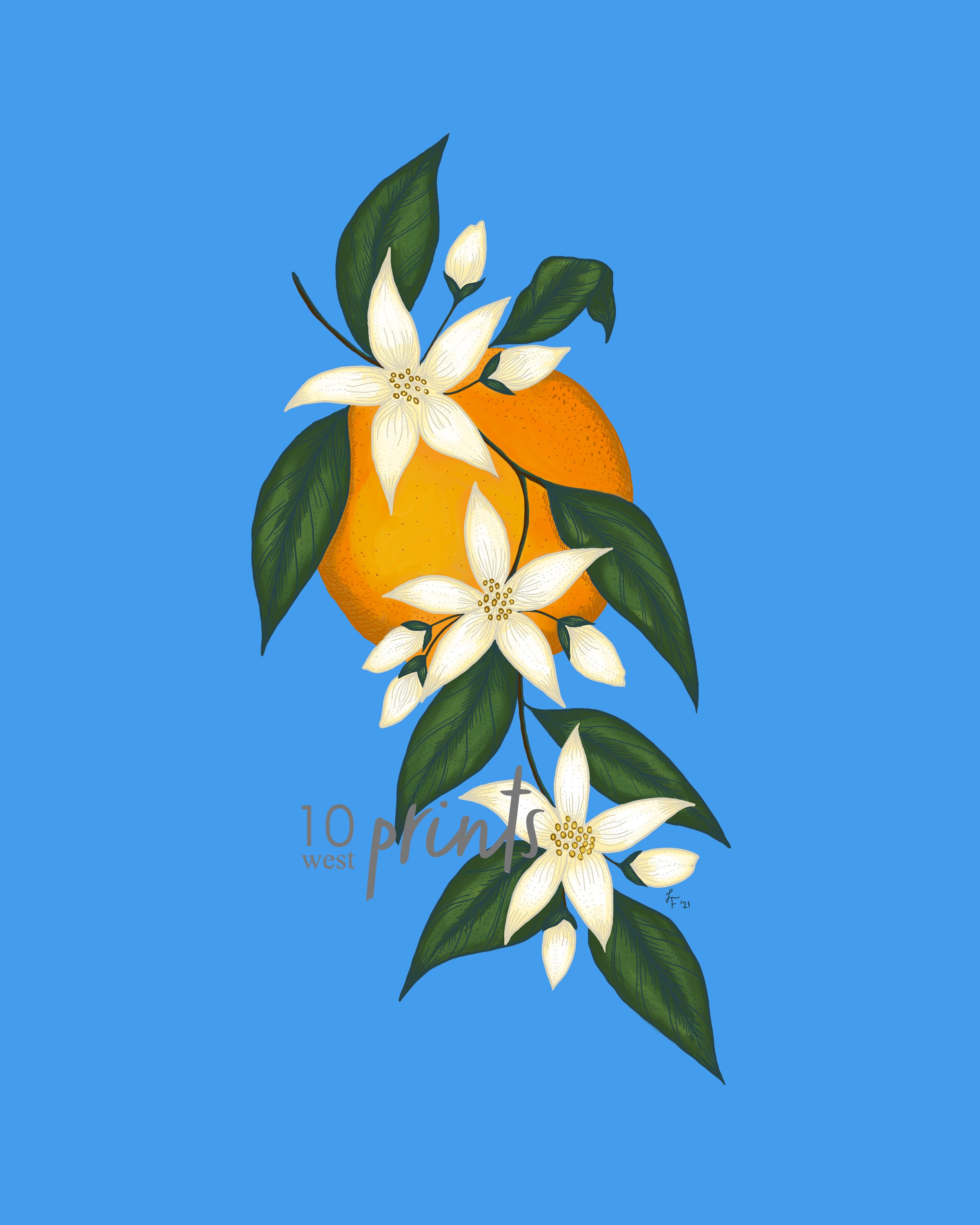 Orange Blossom Illustration / Printable / Art / Digital Download / Color  Sketch / State Flower / Florida / Flower / Orange Blossom / Blue 