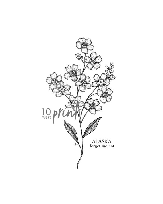 Alaska Forget-me-not Ink Sketch Print / Printable / Art / Digital Download  / Illustration / State Flower Print/ Alaska Forget Me Not - Etsy