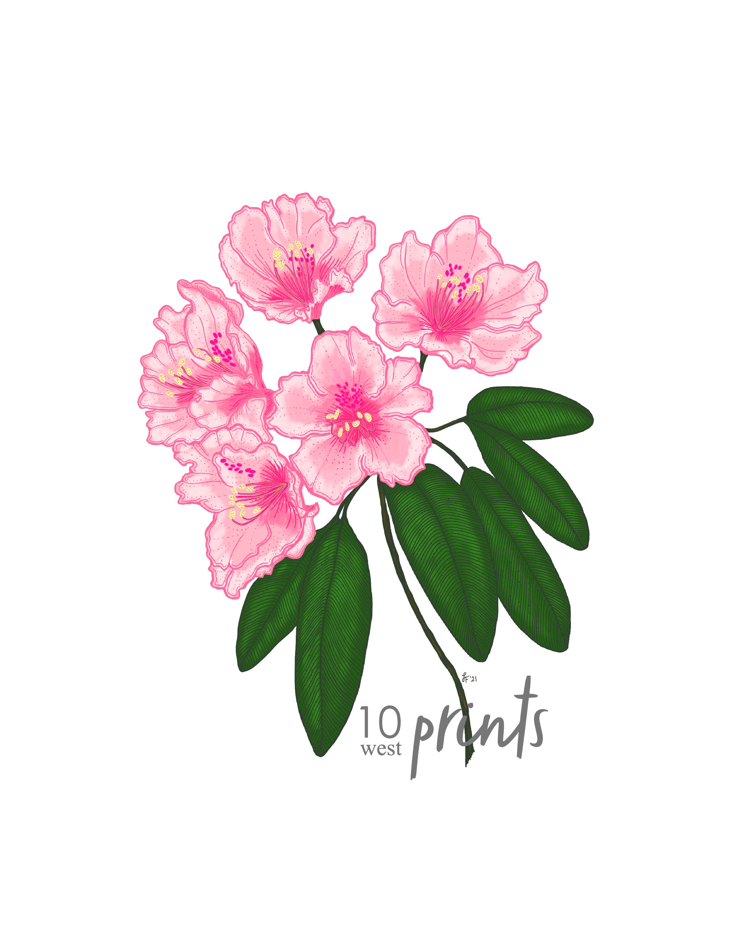 Rhododendron Color Illustration Digital Download / Washington State Flower  Printable - Etsy