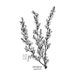Nevada Sagebrush Ink Sketch Print / Printable / Art / Digital - Etsy