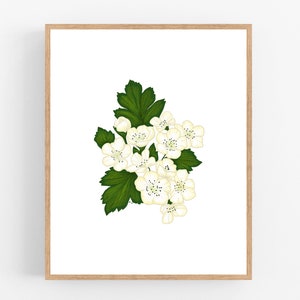 Hawthorn Flower Illustration / Printable / Art / Digital Download