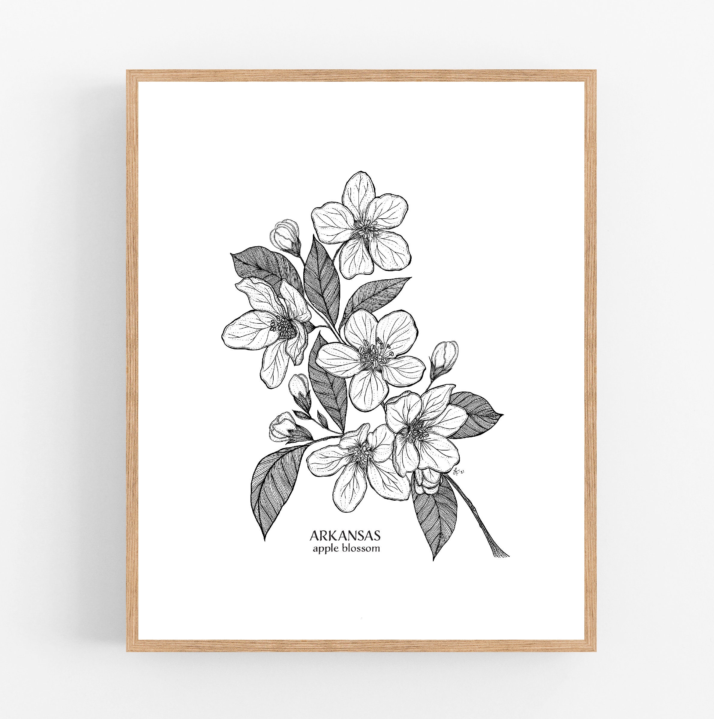 Arkansas Apple Blossom Ink Sketch Print / Printable / Art / Digital ...