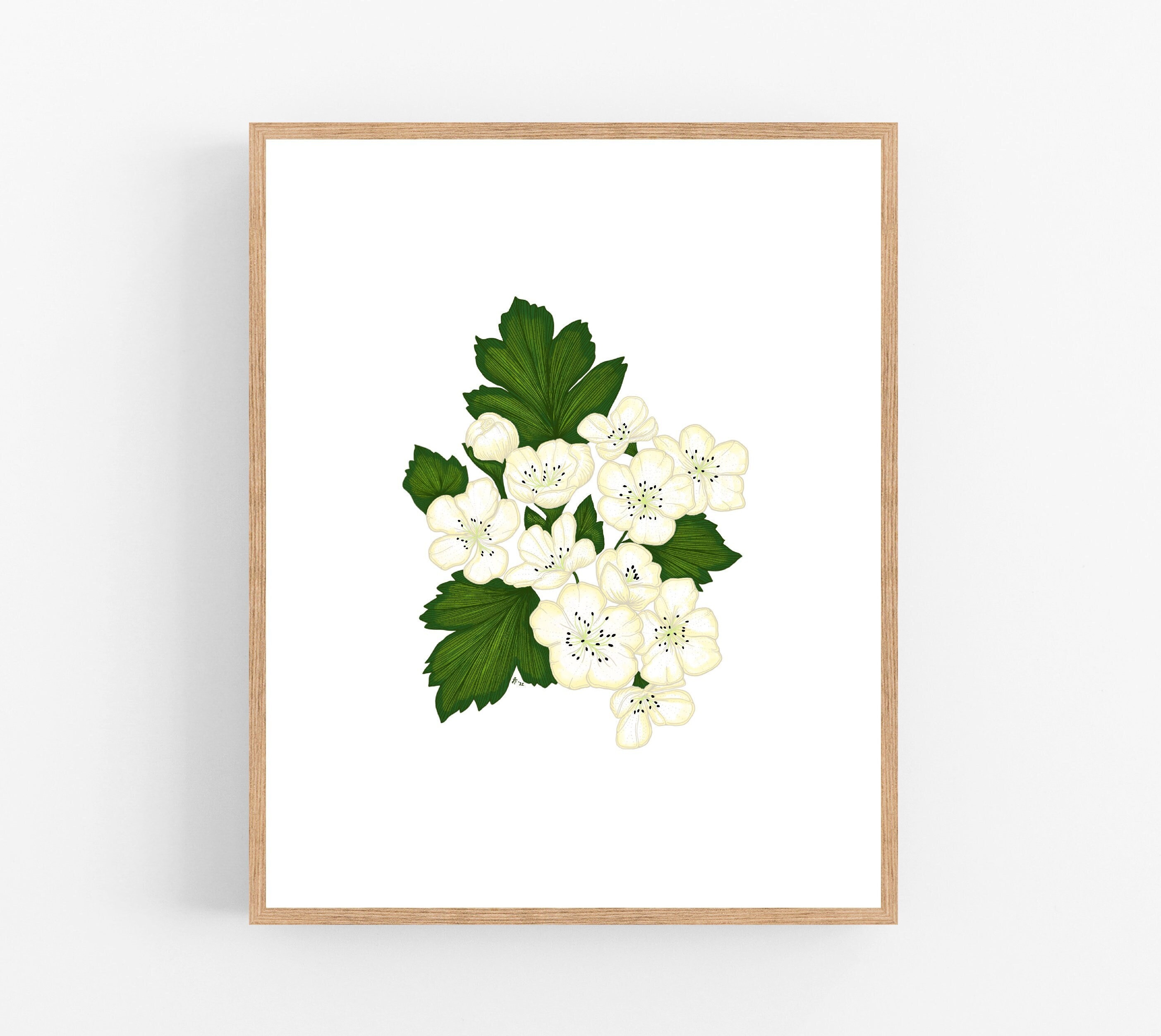 Hawthorn Flower Color Illustration Digital Download / Missouri