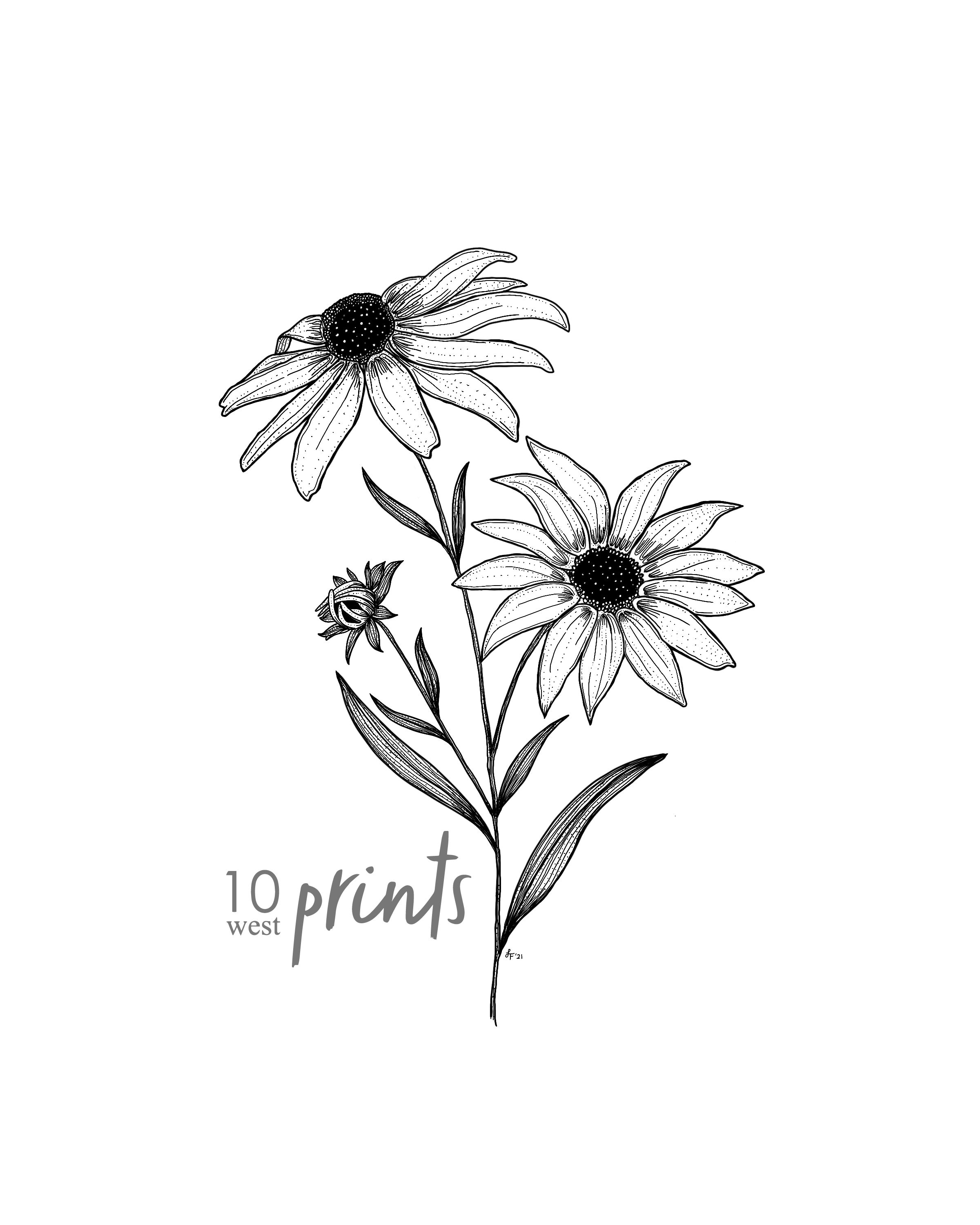 Black-eyed Susan Ink Sketch Print / Printable / Art / Digital - Etsy