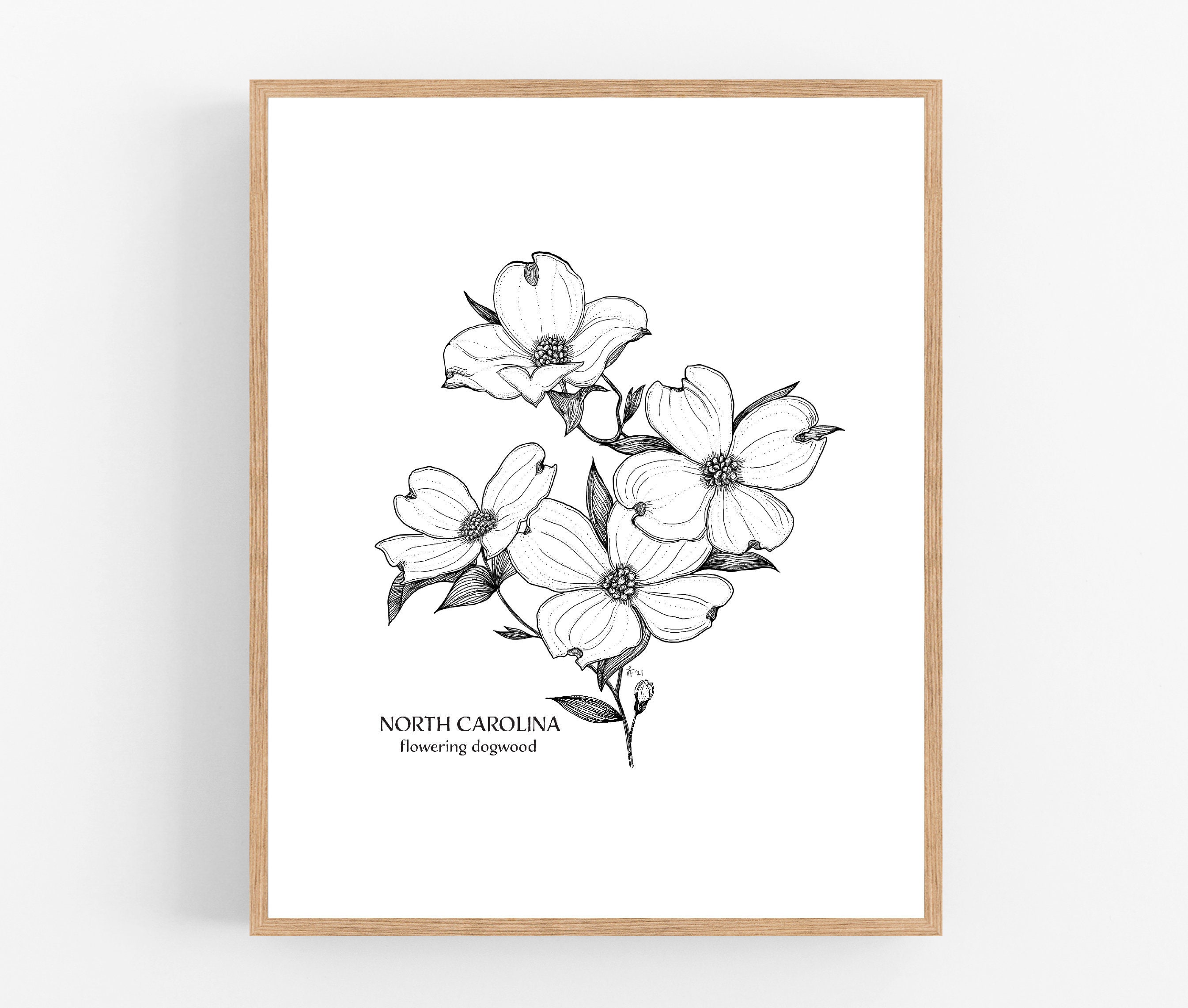 north carolina state flower drawing
