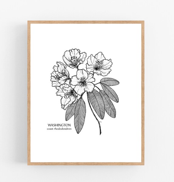taxus baccata Taxus baccata | Botanical Archive | Worldwide Shipping