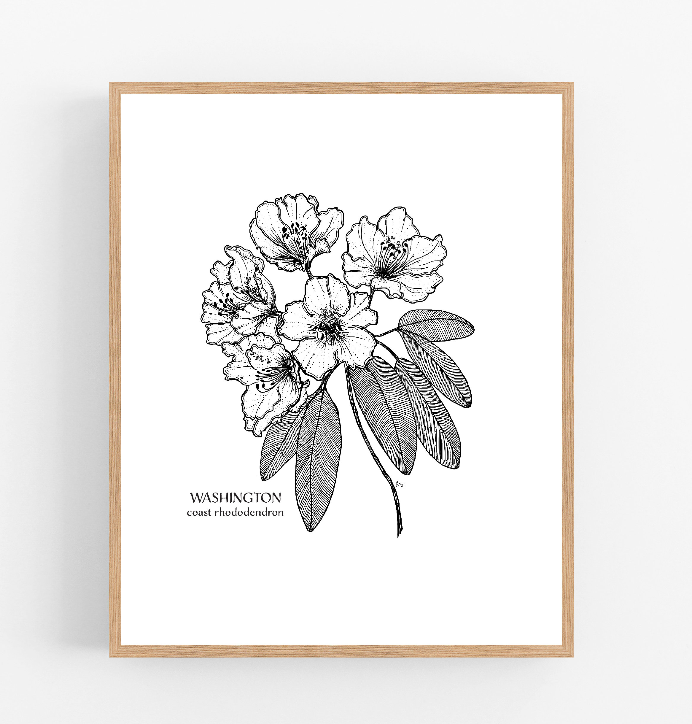 Washington Coast Rhododendron Ink Sketch Print / Printable / Art / Digital  Download / Illustration / State Flower Print/ Rhododendron - Etsy Israel