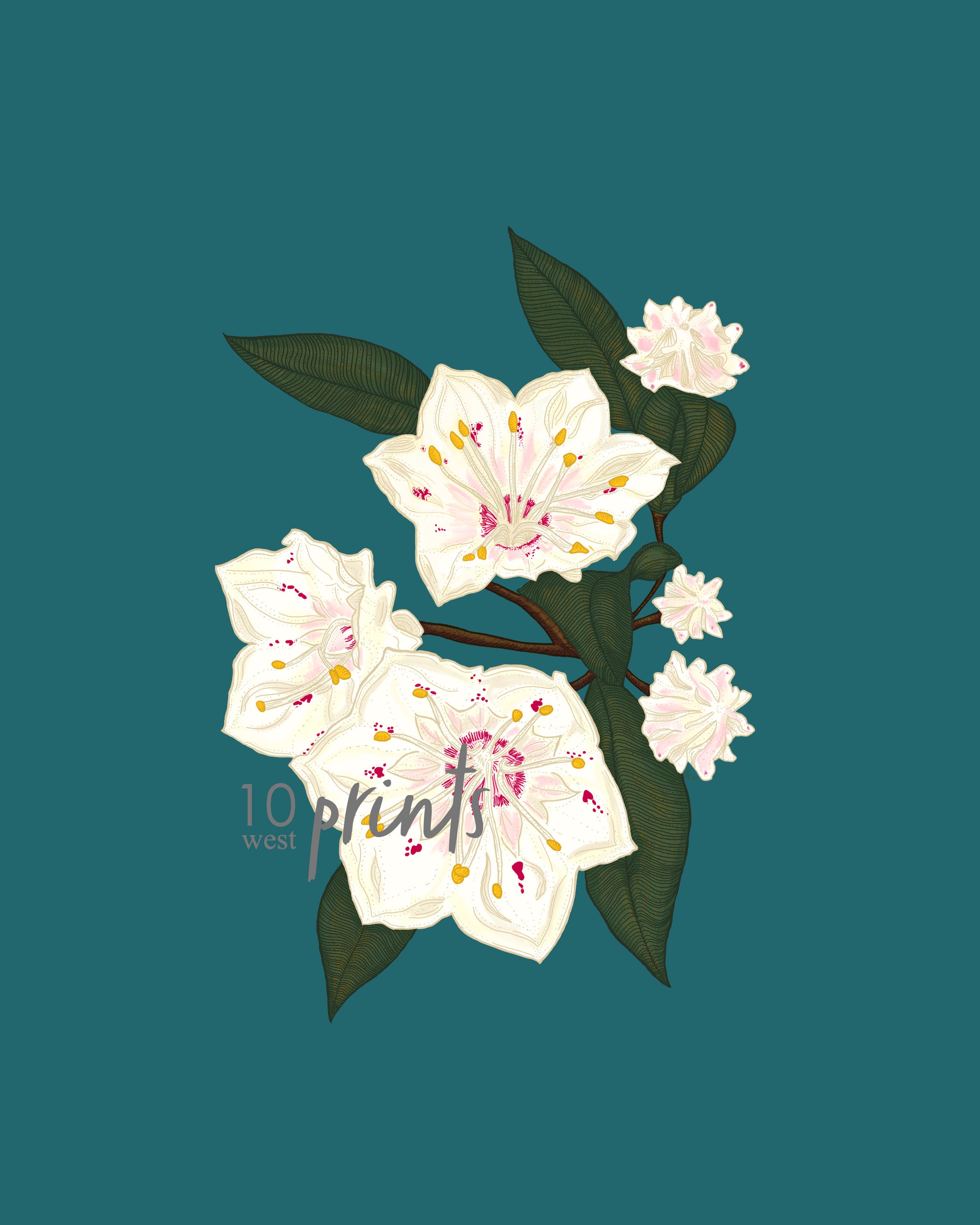 Mountain Laurel Color Illustration / Printable / Art / Digital - Etsy
