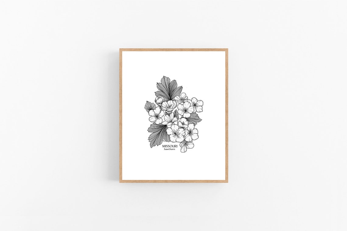 Missouri Hawthorn Ink Illustration / Hawthorn Flower Drawing / Etsy